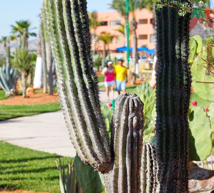 Desert Plants In A Vacation Resort In Los Cabos
