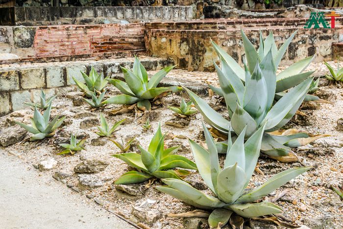 Ethnobotanic Garden 2 In Oaxaca Mexico