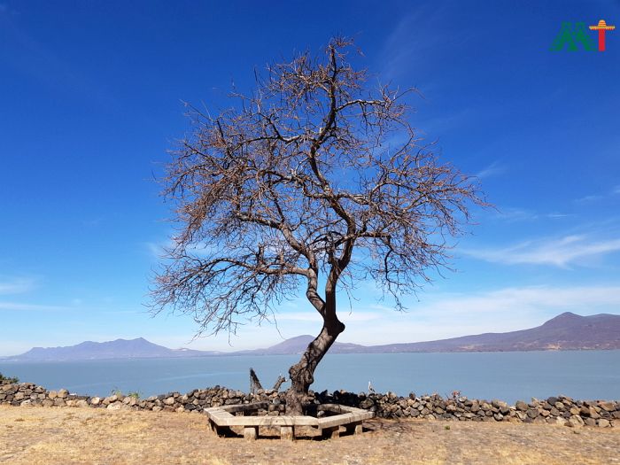 Lonely Tree In Lake Chapala Mexico