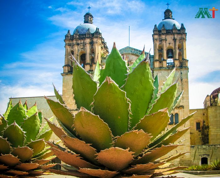 Oaxaca Vacation Ideas (Cathedral With Agave Plant)